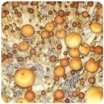 Псилоцибиновые (галлюциногенные)  грибы Psilocybin "Golden Teacher" в Дмитриеве
