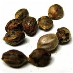 Семена марихуаны АК-47  (Seeds AK-47) в Дмитриеве